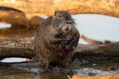 Ragondin au bord de l’eau – photographie animalière