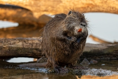 Ragondin au bord de l’eau – photographie animalière