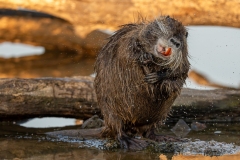 Ragondin au bord de l’eau – photographie animalière