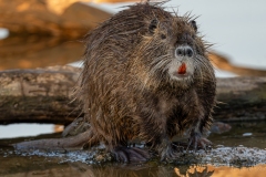 Ragondin au bord de l’eau – photographie animalière