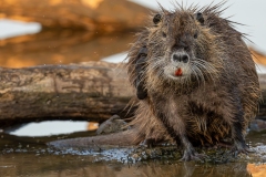 Ragondin au bord de l’eau – photographie animalière