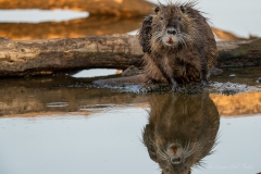 Ragondin au bord de l’eau – photographie animalière