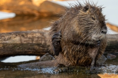 Ragondin au bord de l’eau – photographie animalière