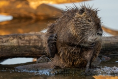 Ragondin au bord de l’eau – photographie animalière