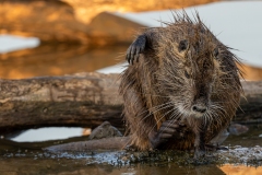 Ragondin au bord de l’eau – photographie animalière