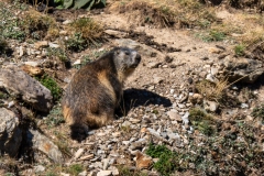 Marmotte des Alpes – Pyrénées