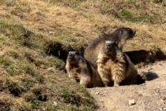 Marmotte des Alpes – Pyrénées