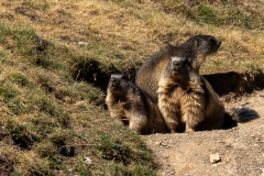 Marmotte des Alpes – Pyrénées