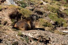 Marmotte des Alpes – Pyrénées