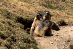 Marmotte des Alpes – Pyrénées