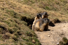 Marmotte des Alpes – Pyrénées