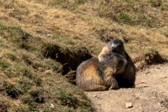 Marmotte des Alpes – Pyrénées