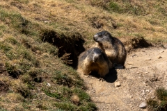 Marmotte des Alpes – Pyrénées