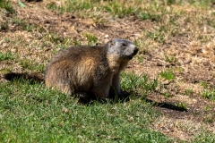 Marmotte des Alpes – Pyrénées