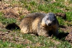 Marmotte des Alpes – Pyrénées