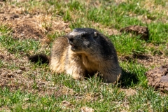 Marmotte des Alpes – Pyrénées
