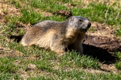 Marmotte des Alpes – Pyrénées