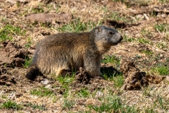 Marmotte des Alpes – Pyrénées