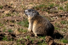 Marmotte des Alpes – Pyrénées
