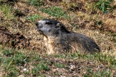 Marmotte des Alpes – Pyrénées