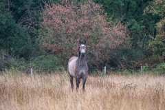 p1493153
