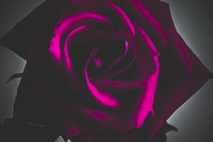 d54f3989-780a-4a24-9ad0-656164b14f29_1_201_a