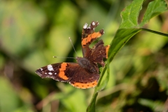 p1045223