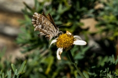 p1123198