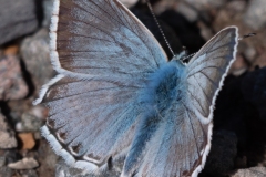 p1482310