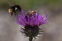 p1482809-enhanced-nr