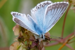 p1492885