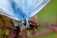 p1492886