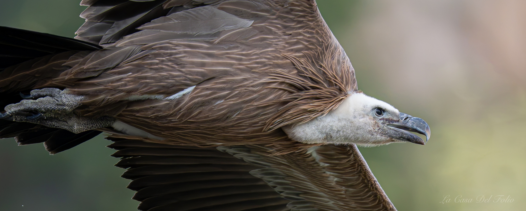 Vautour fauve en vol – Pyrénées