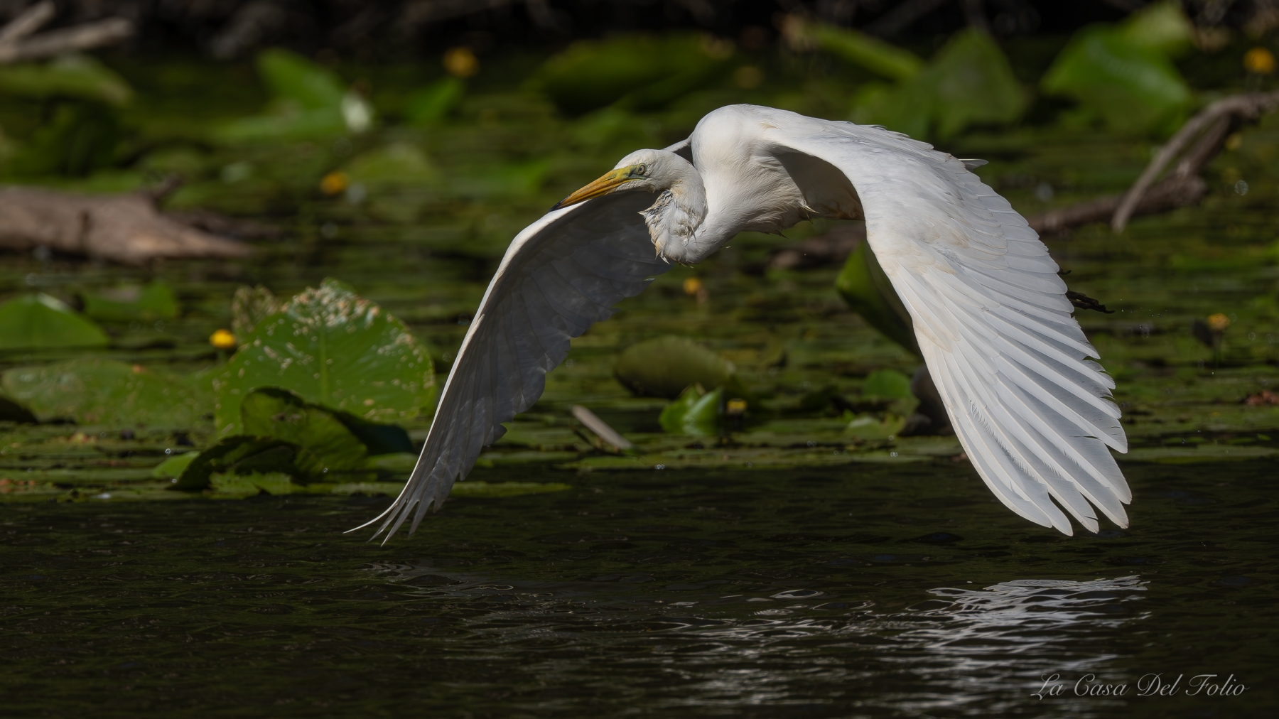 Grande Aigrette prenant son envol au-dessus des nénuphars au Gèvre à Nantes