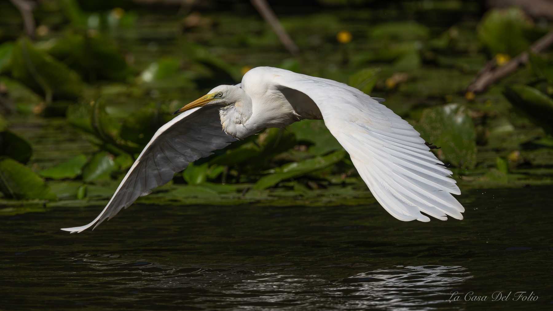 Grande Aigrette prenant son envol au-dessus des nénuphars au Gèvre à Nantes