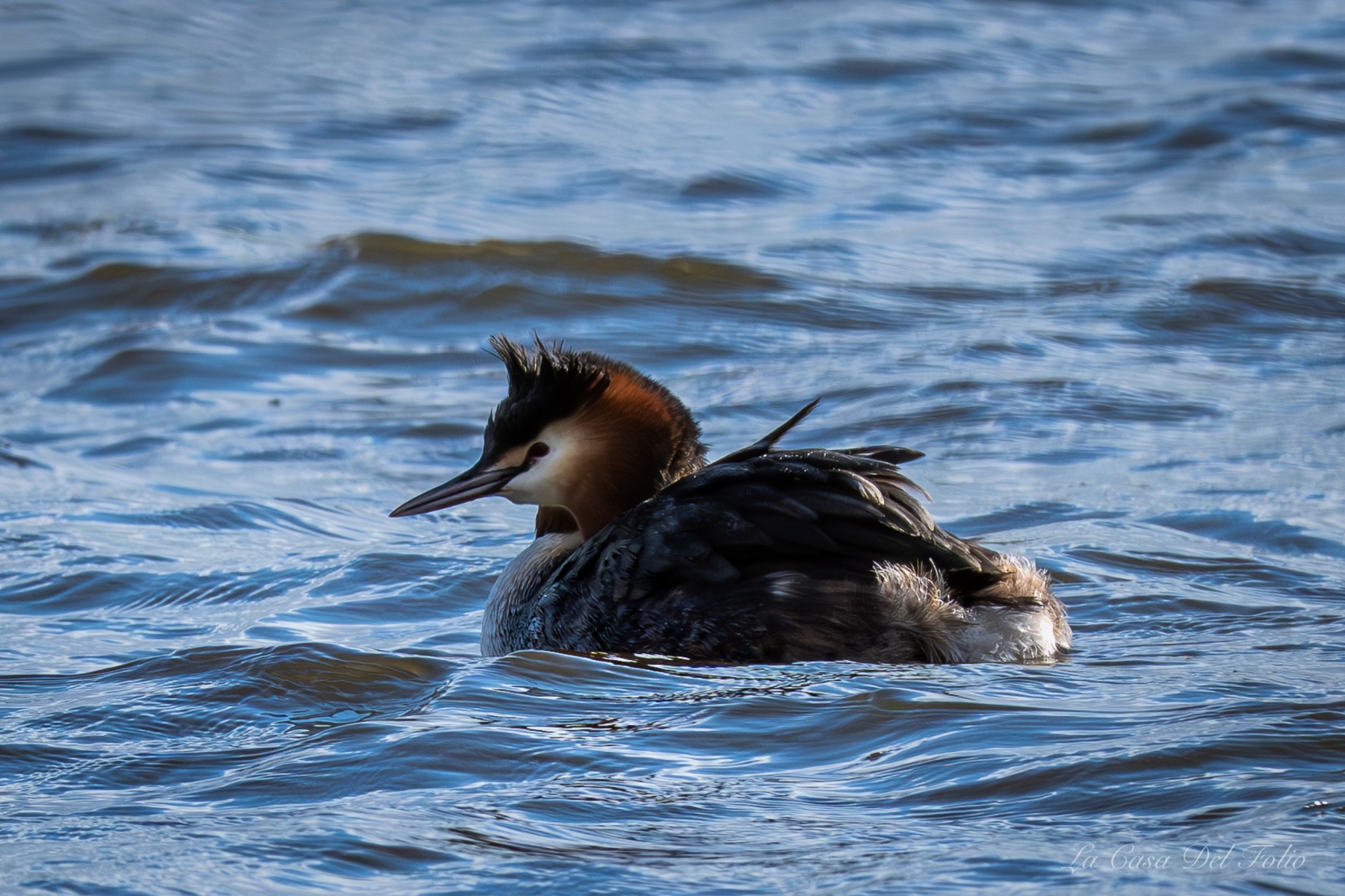 Grèbe huppé ( Podiceps cristatus)