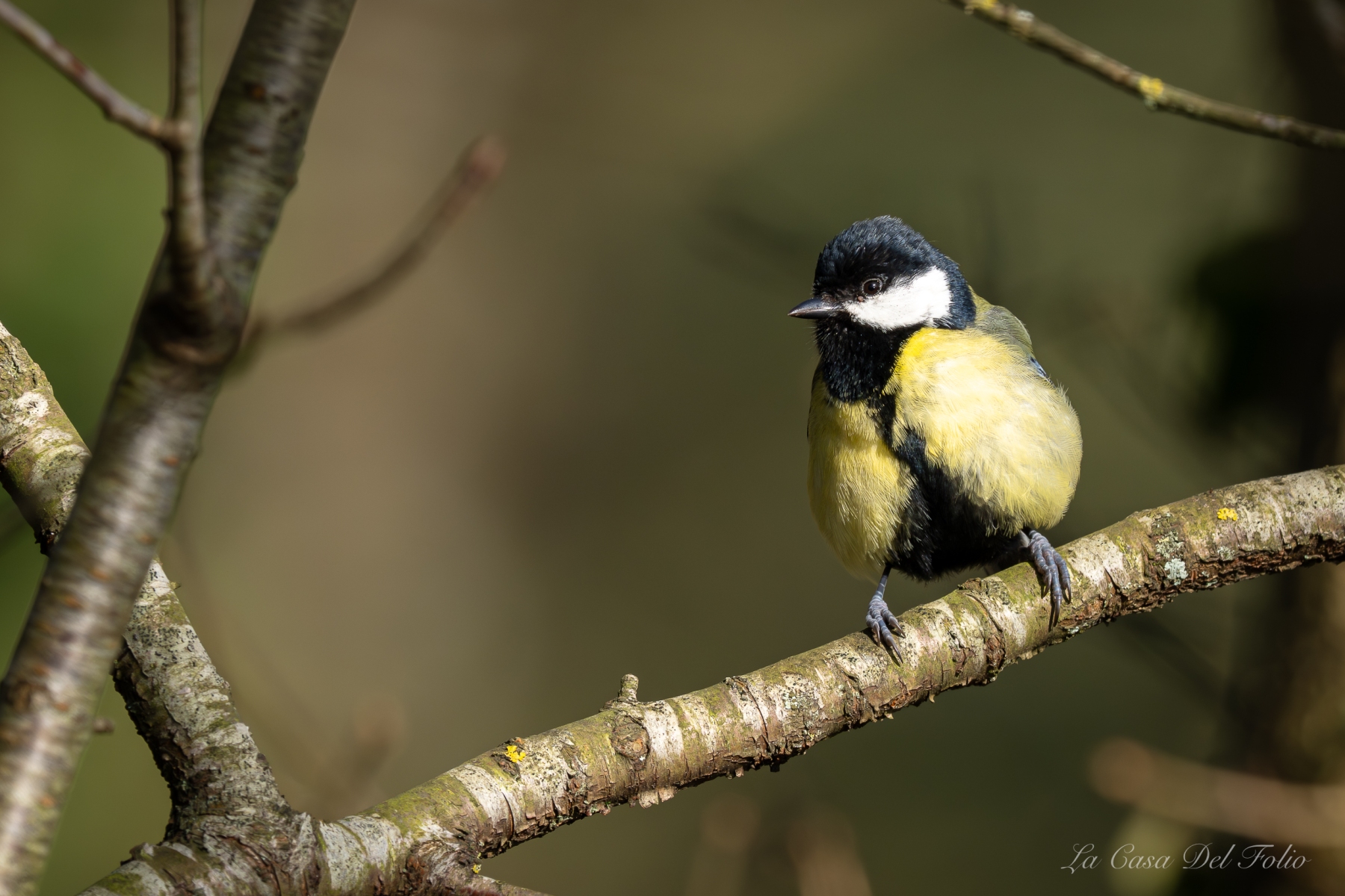 Mésange charbonnière