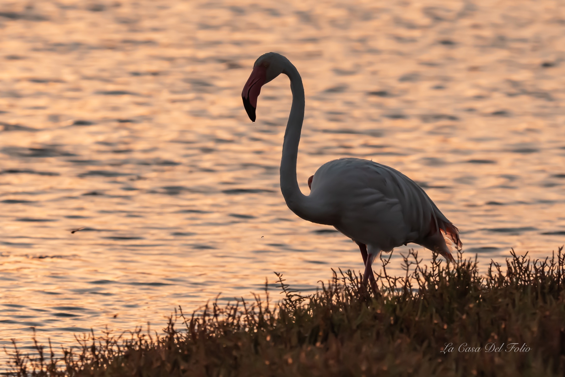 Flamant rose