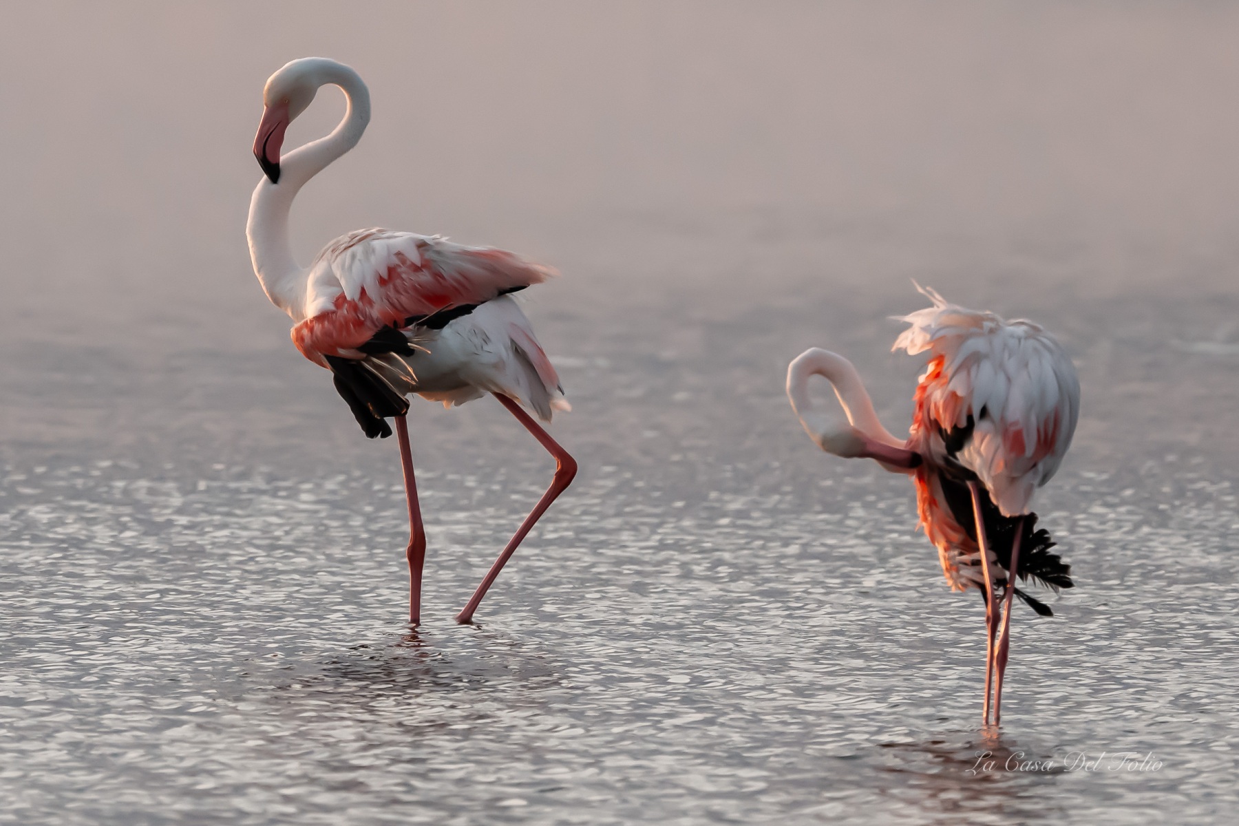 Flamant rose