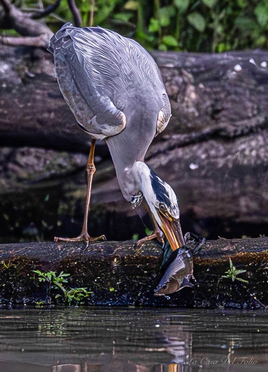 DSC02939
