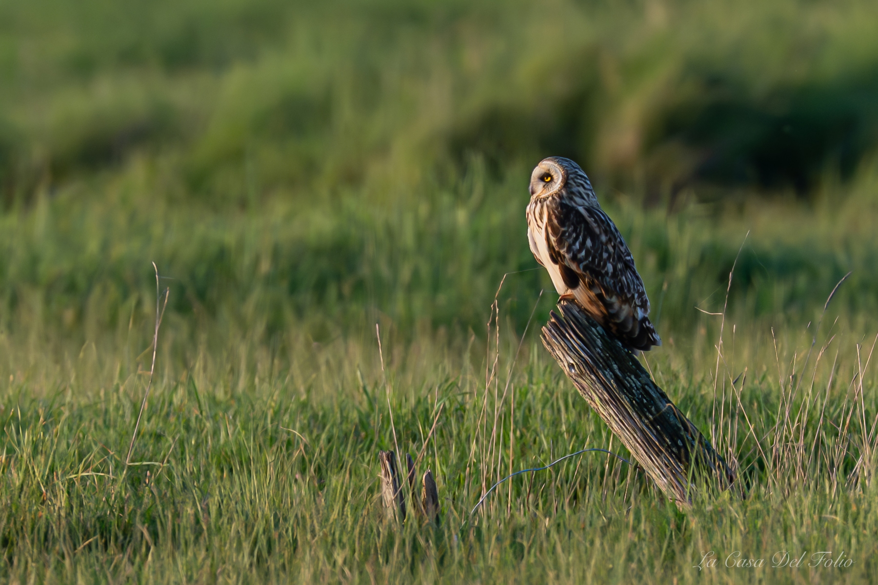 Hibou des marais
