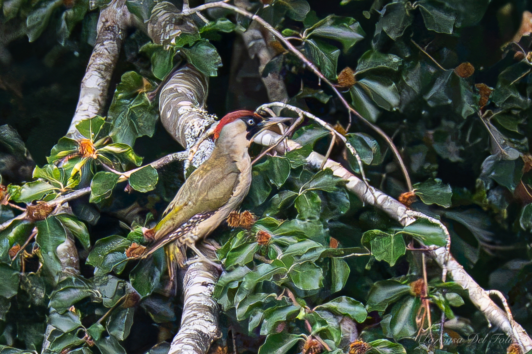 Pic vert (Picus viridis)
