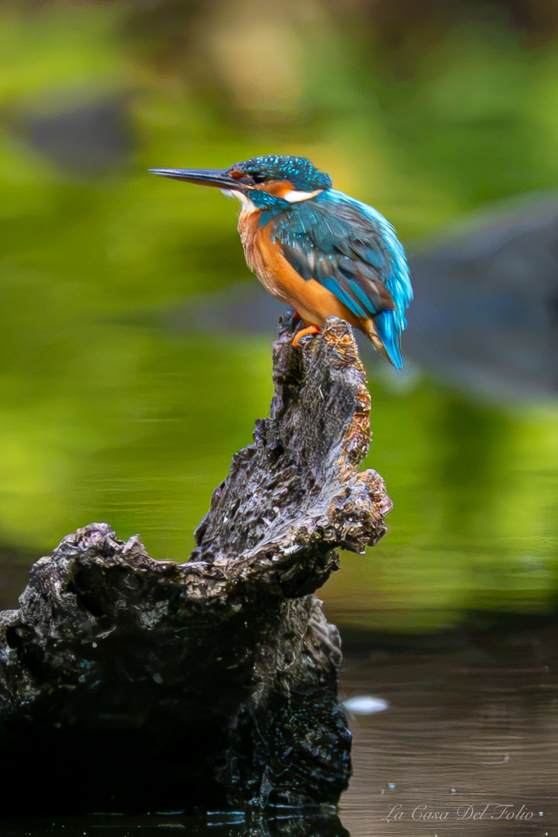 Martin-pêcheur d'Europe posé sur une souche dans la rivière du Gèvre à Nantes