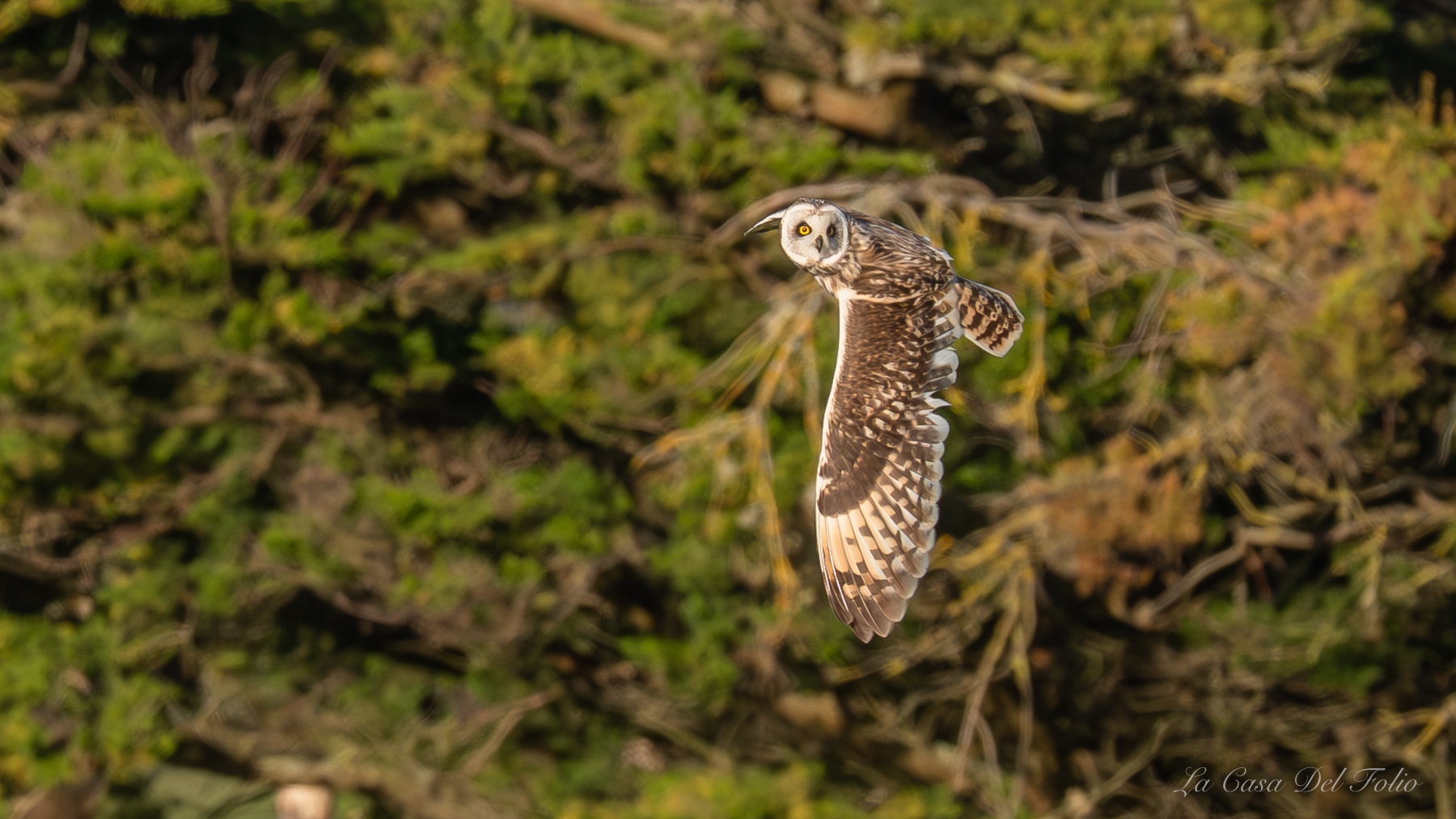 Hibou des marais