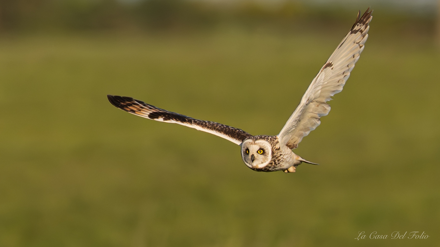 Hibou des marais
