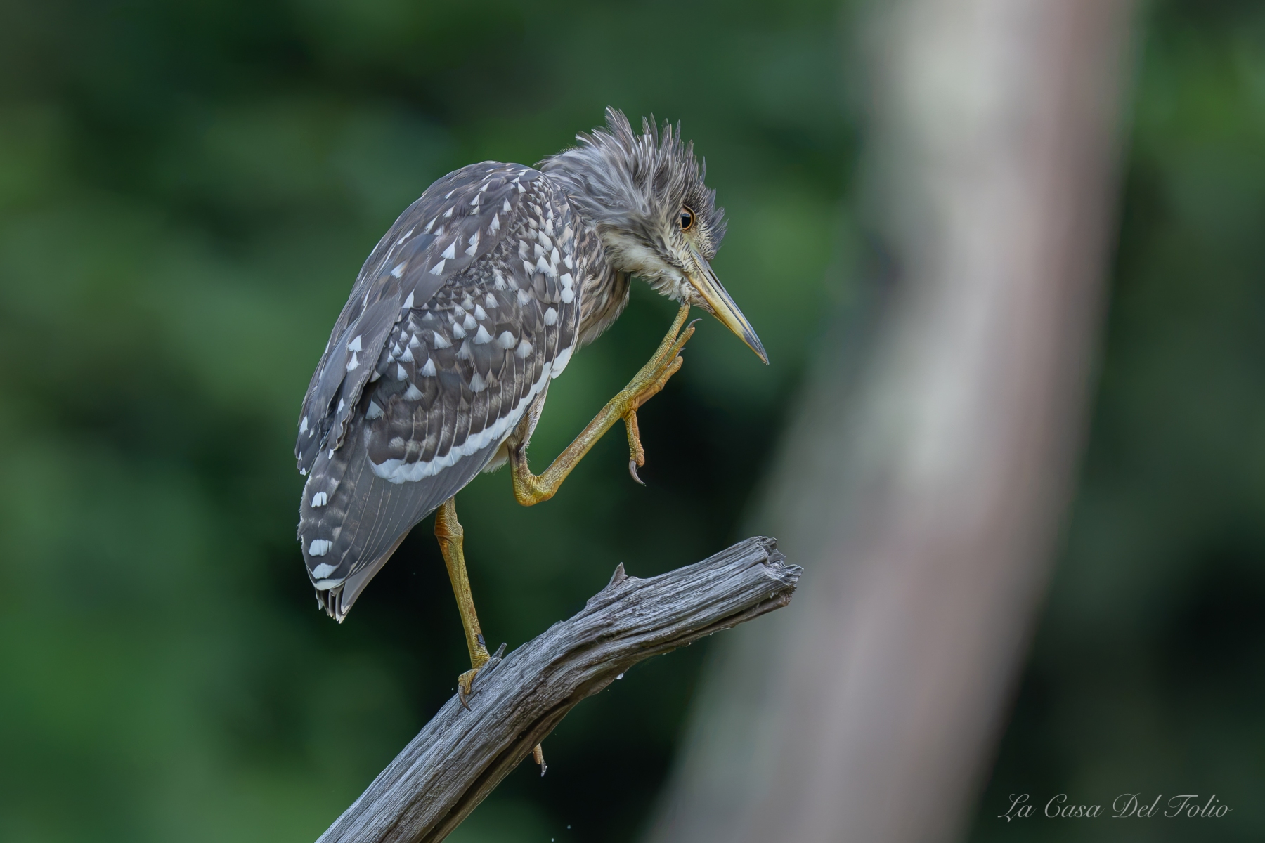 eune bihoreau gris (Nycticorax nycticorax) perché sur une branche à Nantes
