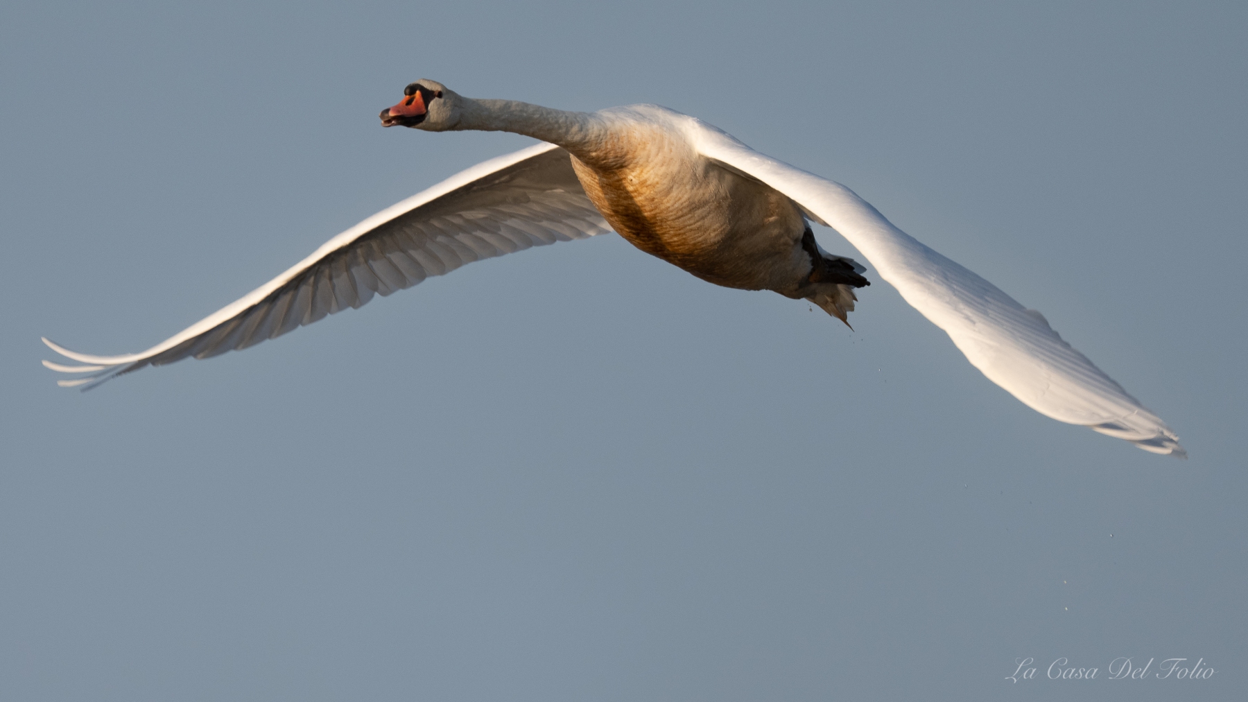 Cygne tuberculé en plein vol ailes déployées en Brenne