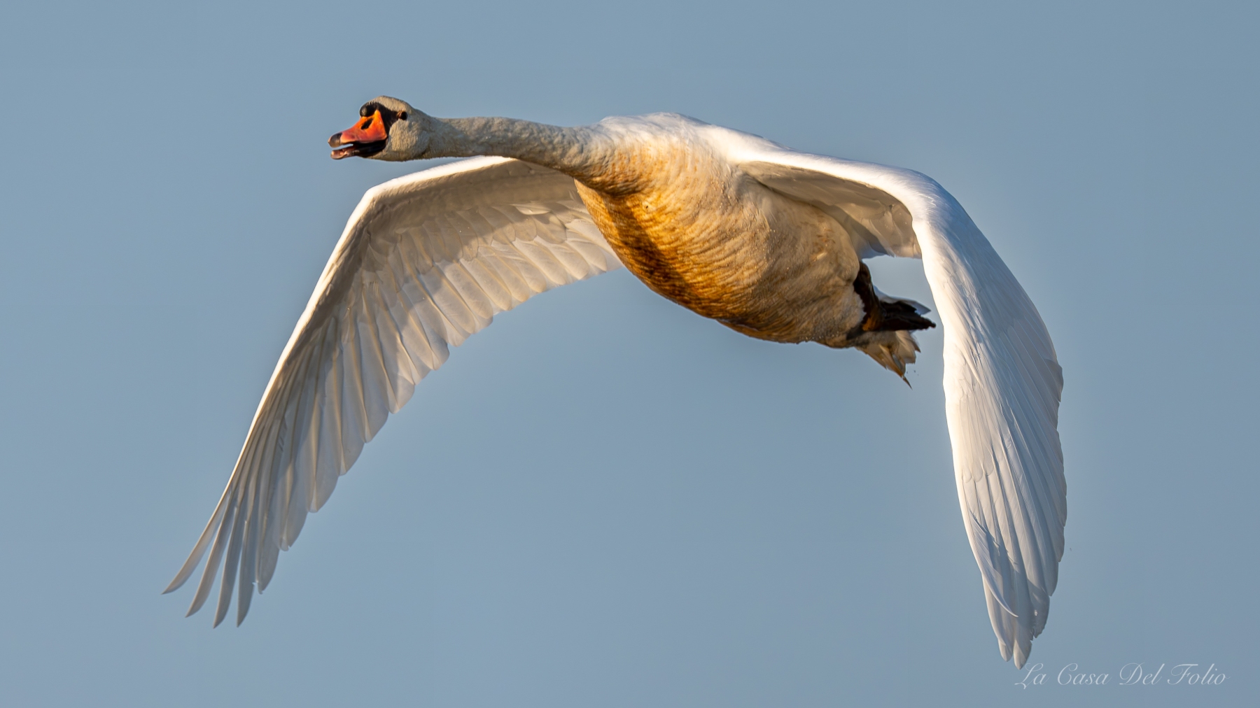Cygne tuberculé en vol dans le Parc naturel régional de la Brenne