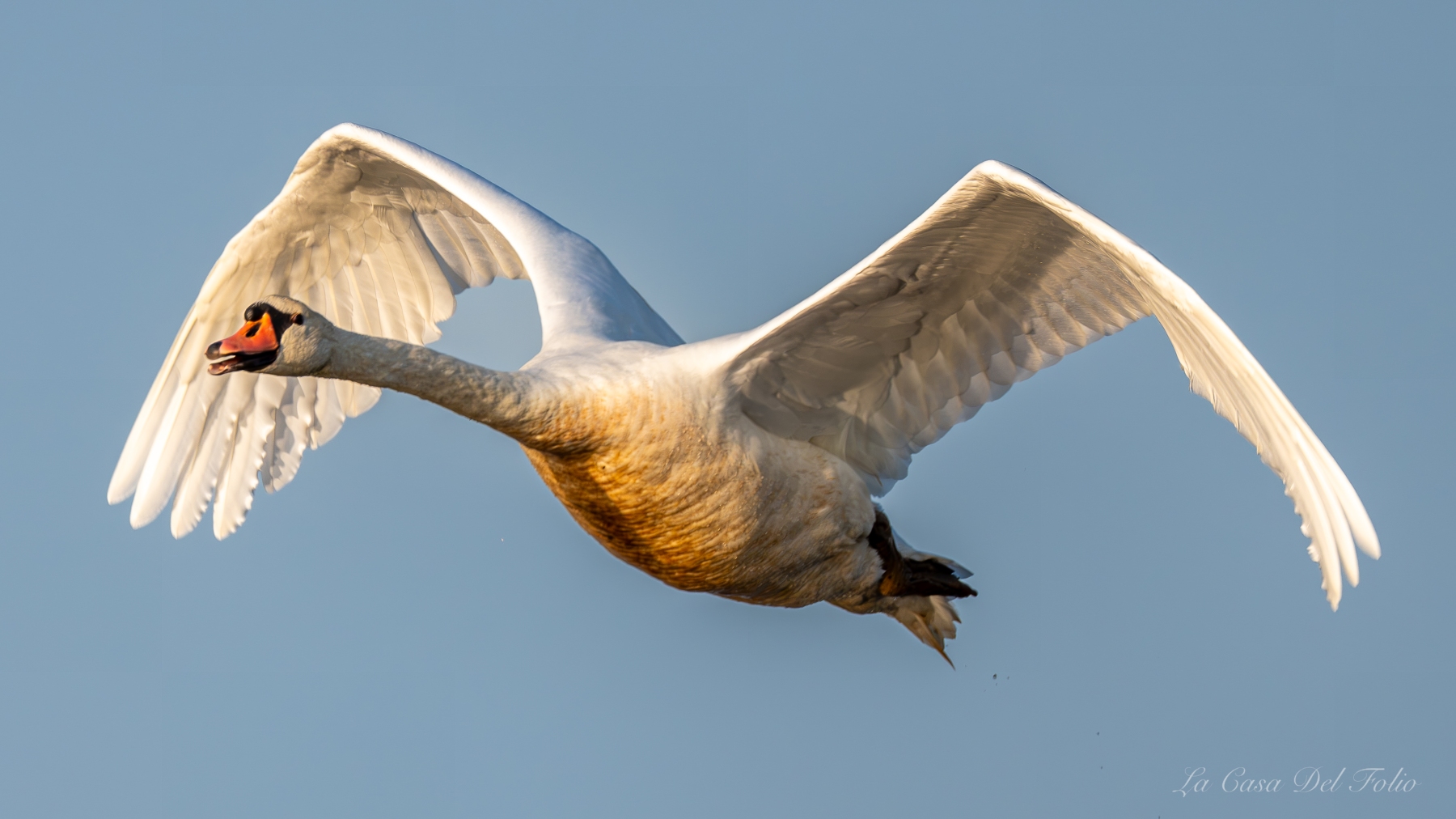 Cygne tuberculé photographié en vol dans le ciel de la Brenne