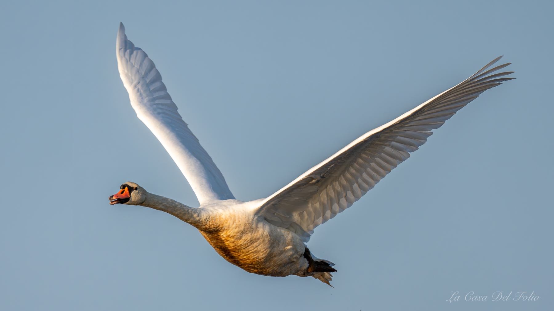 Cygne tuberculé ailes déployées dans le Parc de la Brenne